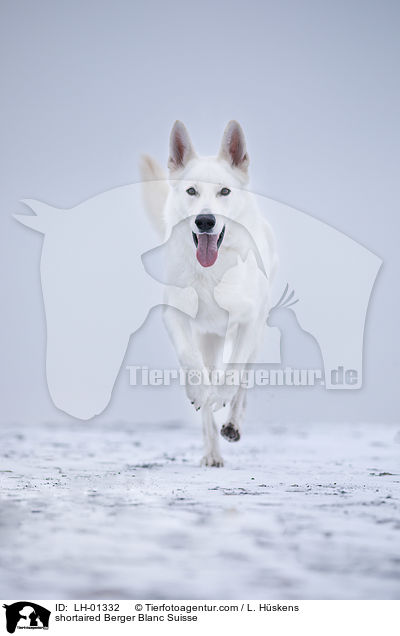 shortaired Berger Blanc Suisse / LH-01332