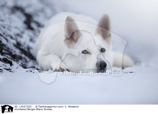 kurzhaariger Weier Schweizer Schferhund / shortaired Berger Blanc Suisse / LH-01333