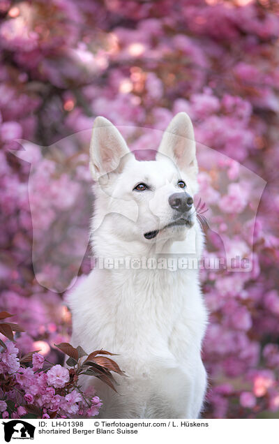 kurzhaariger Weier Schweizer Schferhund / shortaired Berger Blanc Suisse / LH-01398