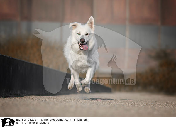 rennender Weier Schferhund / running White Shepherd / BDI-01225