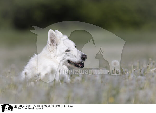 Weier Schferhund Portrait / White Shepherd portrait / SI-01287