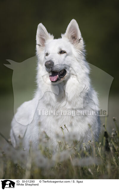 Weier Schferhund / White Shepherd / SI-01290