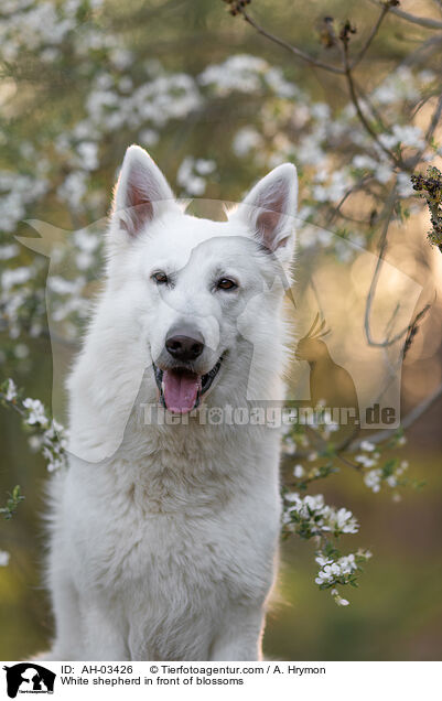 White shepherd in front of blossoms / AH-03426