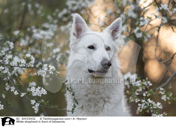 Weier Schferhund vor Blten / White shepherd in front of blossoms / AH-03432
