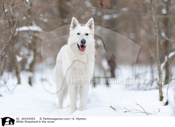Weier Schferhund im Schnee / White Shepherd in the snow / AH-03453