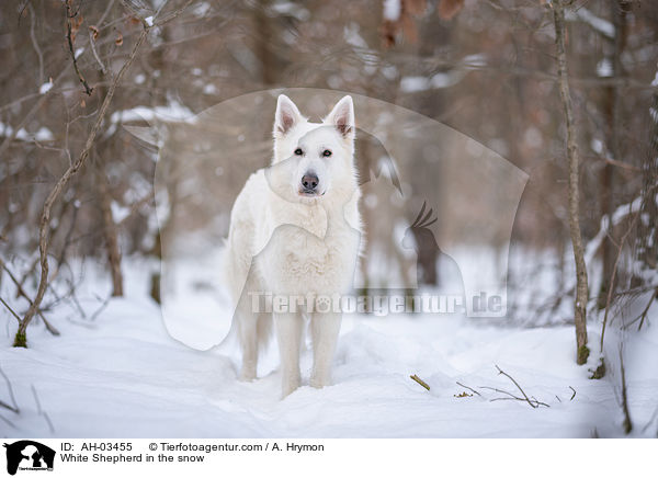 Weier Schferhund im Schnee / White Shepherd in the snow / AH-03455