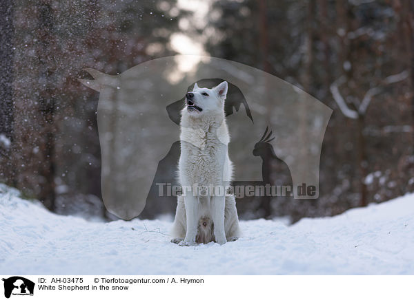 Weier Schferhund im Schnee / White Shepherd in the snow / AH-03475