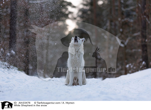 Weier Schferhund im Schnee / White Shepherd in the snow / AH-03476