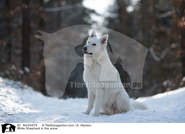 Weier Schferhund im Schnee / White Shepherd in the snow / AH-03479