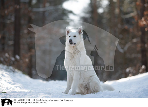 Weier Schferhund im Schnee / White Shepherd in the snow / AH-03480