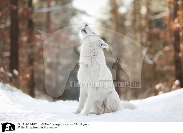 Weier Schferhund im Schnee / White Shepherd in the snow / AH-03482
