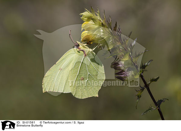 Zitronenfalter / Brimstone Butterfly / SI-01581