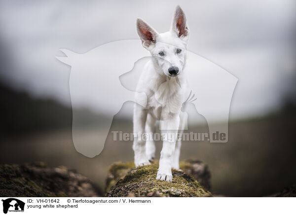 junger Weier Schferhund / young white shepherd / VH-01642