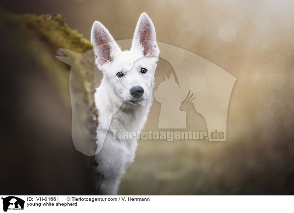 junger Weier Schferhund / young white shepherd / VH-01661