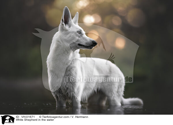 Weier Schferhund im Wasser / White Shepherd in the water / VH-01671