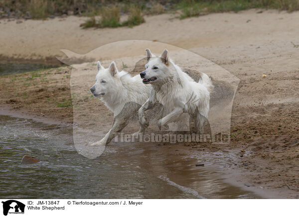 Weier Schferhund / White Shepherd / JM-13847