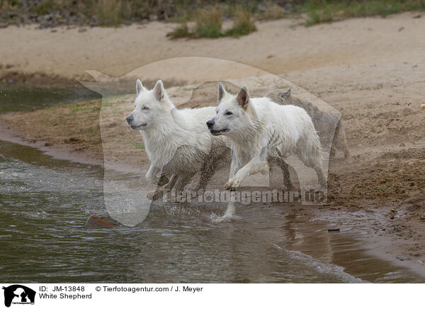 Weier Schferhund / White Shepherd / JM-13848