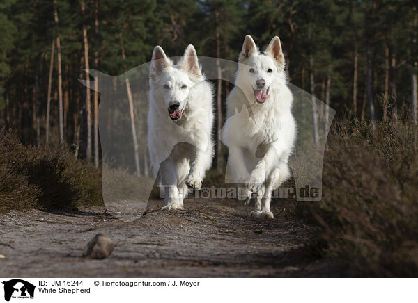 White Shepherd / JM-16244