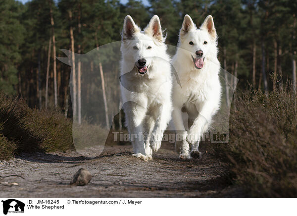 Weier Schferhund / White Shepherd / JM-16245
