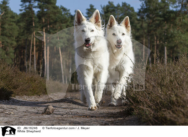 Weier Schferhund / White Shepherd / JM-16246
