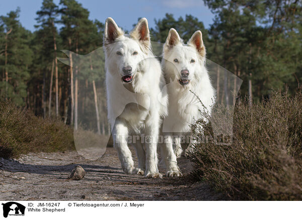 Weier Schferhund / White Shepherd / JM-16247