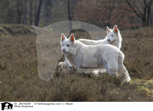 Weier Schferhund / White Shepherd / JM-16248