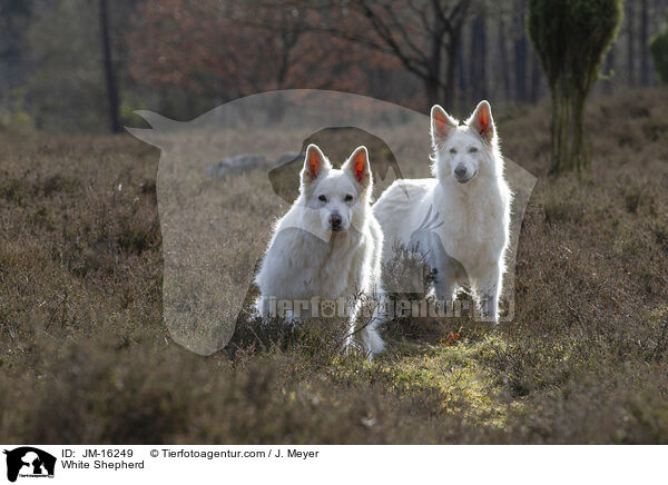Weier Schferhund / White Shepherd / JM-16249