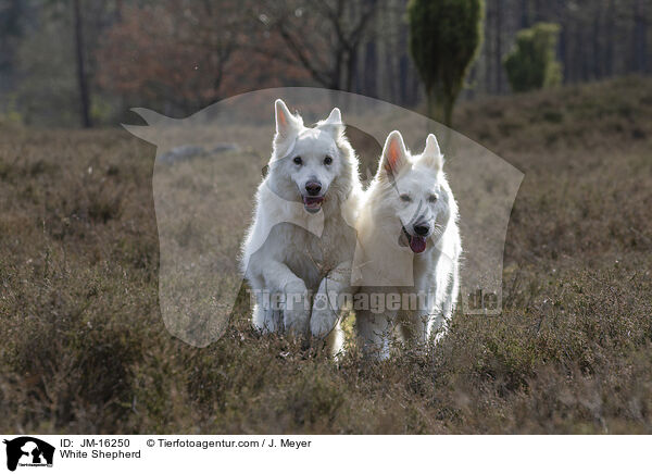 Weier Schferhund / White Shepherd / JM-16250