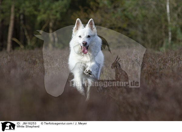 Weier Schferhund / White Shepherd / JM-16253