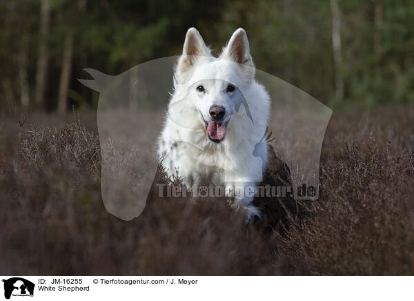 Weier Schferhund / White Shepherd / JM-16255