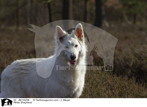 Weier Schferhund / White Shepherd / JM-16256