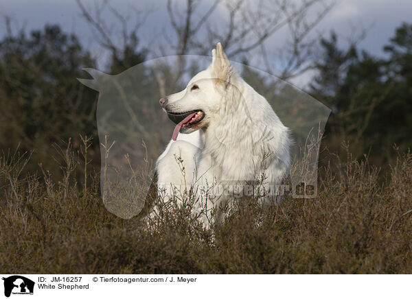 Weier Schferhund / White Shepherd / JM-16257