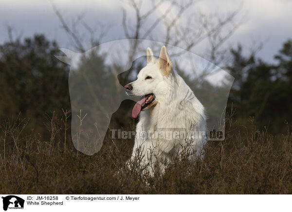 Weier Schferhund / White Shepherd / JM-16258