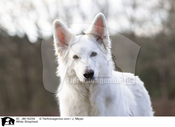 Weier Schferhund / White Shepherd / JM-16259