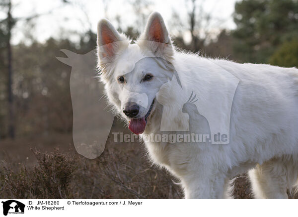 Weier Schferhund / White Shepherd / JM-16260
