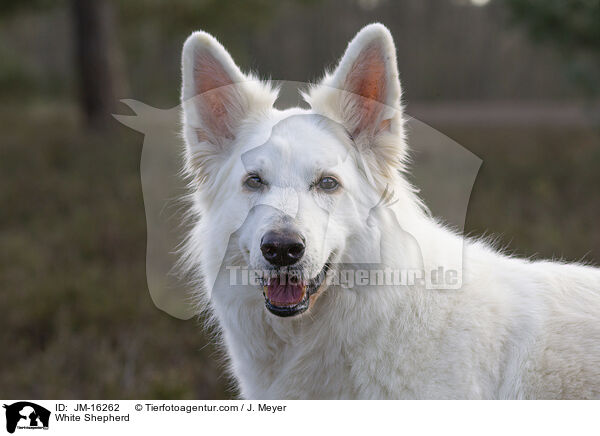 Weier Schferhund / White Shepherd / JM-16262