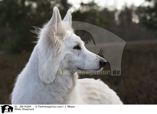 Weier Schferhund / White Shepherd / JM-16264