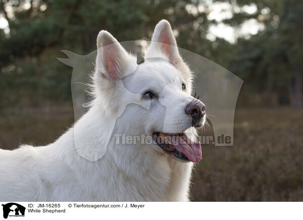 Weier Schferhund / White Shepherd / JM-16265