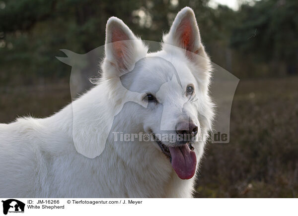 Weier Schferhund / White Shepherd / JM-16266