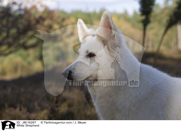 Weier Schferhund / White Shepherd / JM-16267