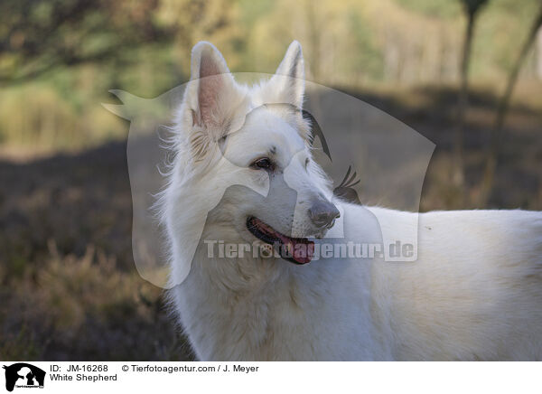 Weier Schferhund / White Shepherd / JM-16268
