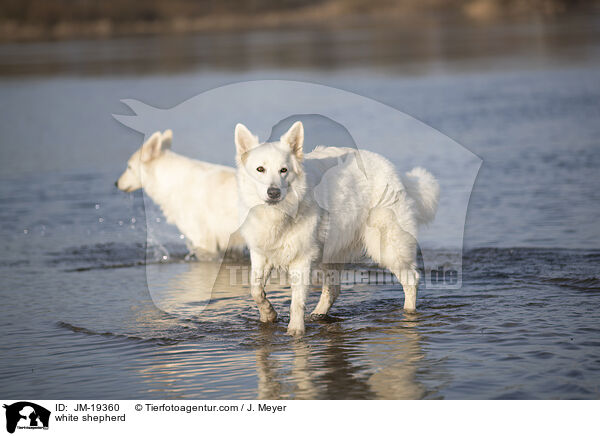 Weier Schferhund / white shepherd / JM-19360