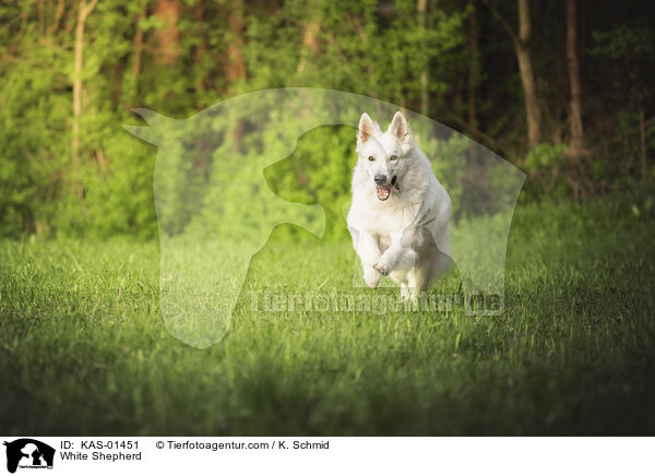 Weier Schferhund / White Shepherd / KAS-01451