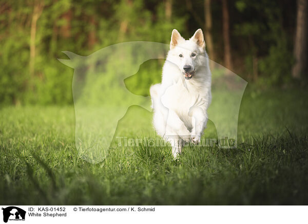 Weier Schferhund / White Shepherd / KAS-01452