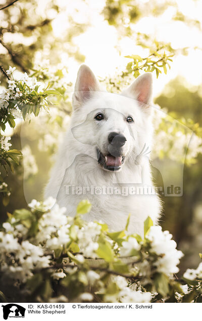 Weier Schferhund / White Shepherd / KAS-01459