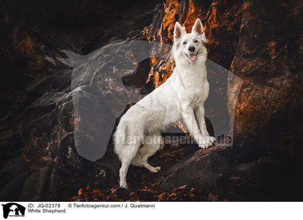 Weier Schferhund / White Shepherd / JQ-02378