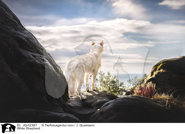 Weier Schferhund / White Shepherd / JQ-02387