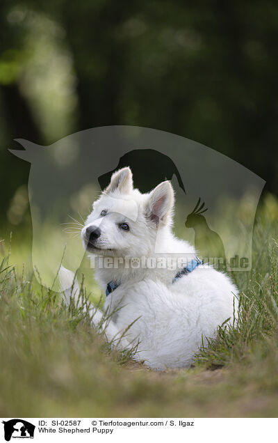 Weier Schferhund Welpe / White Shepherd Puppy / SI-02587