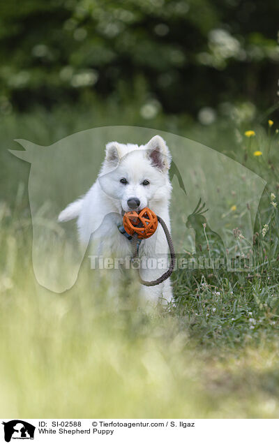 Weier Schferhund Welpe / White Shepherd Puppy / SI-02588