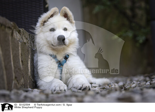 Weier Schferhund Welpe / White Shepherd Puppy / SI-02594